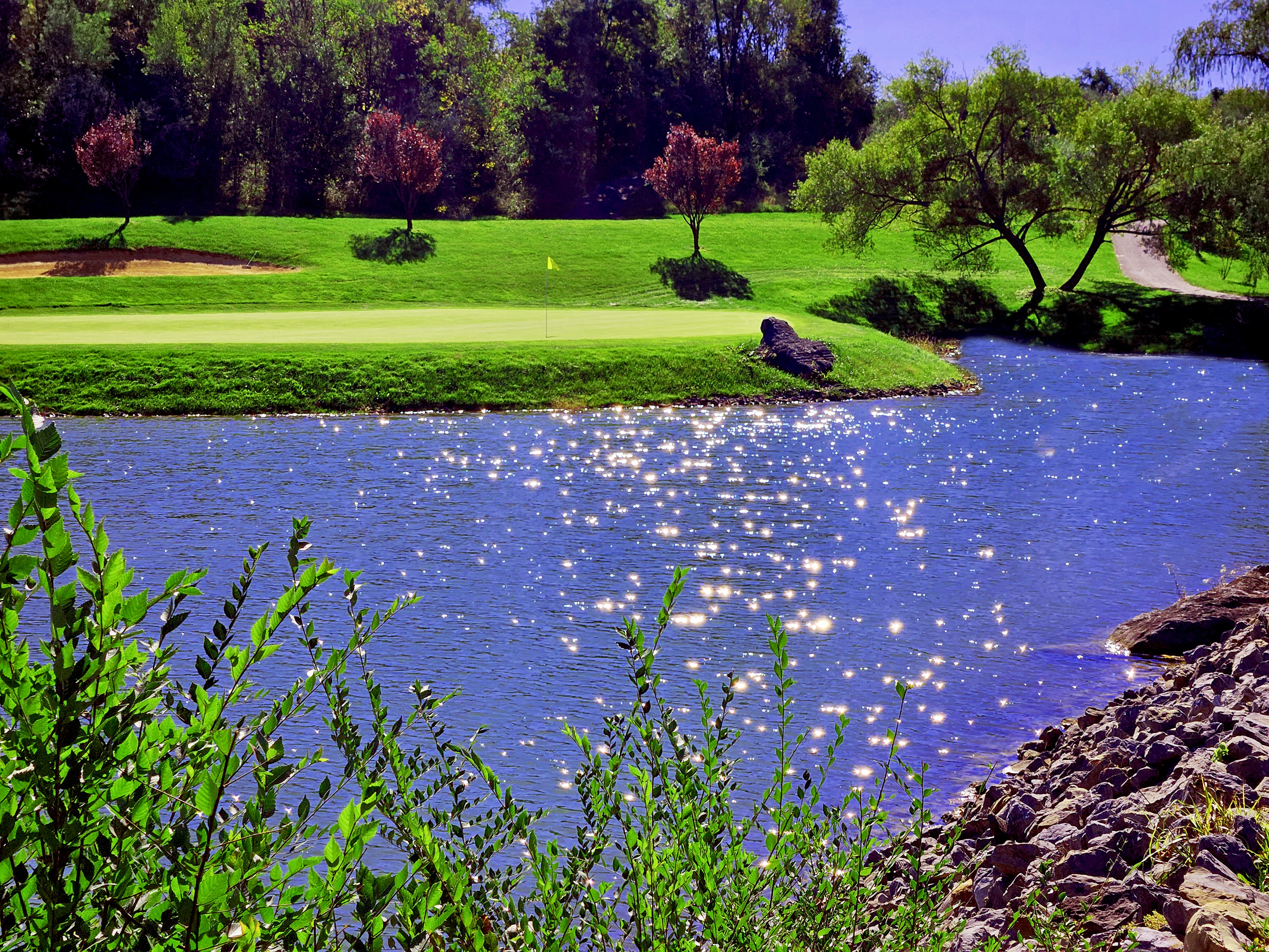 Golf course pond bank with trees 